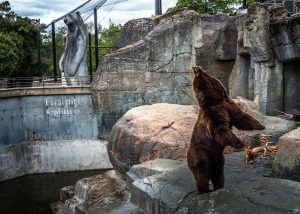 A bear standing on two legs twisting its neck
