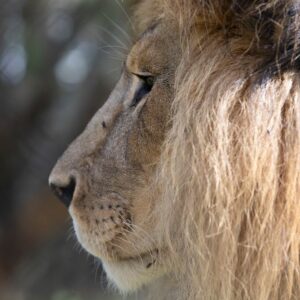 A close-up image of a male lion in profile