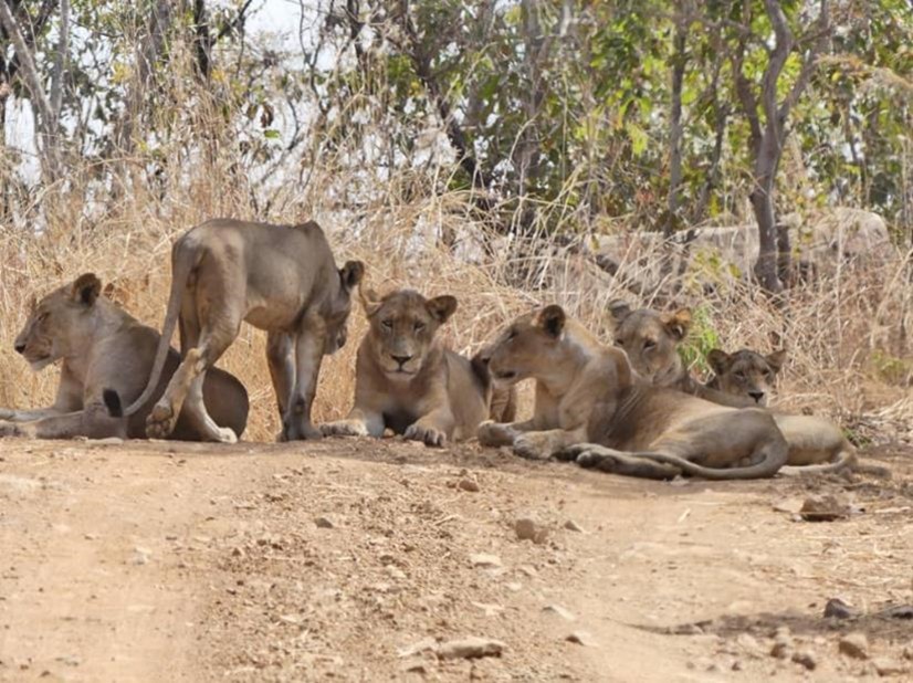 A group of lions lying together in the dusty desert