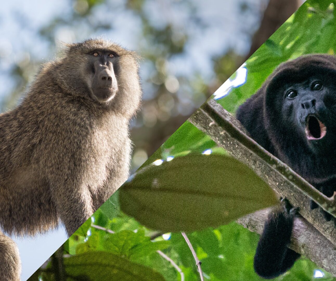 Photograph showing two different monkeys in natural settings, split diagonally. Left side features a baboon with brown fur against a blurred sky background, while right side shows a black howler monkey with an open mouth perched on a leafy tree branch.