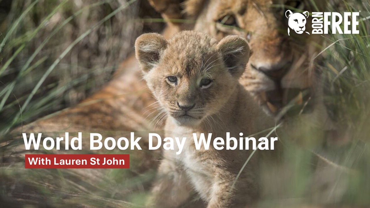 A photo of a lion cub sitting in long grass with text overlaid saying: World Book Day Webinar with Lauren St John