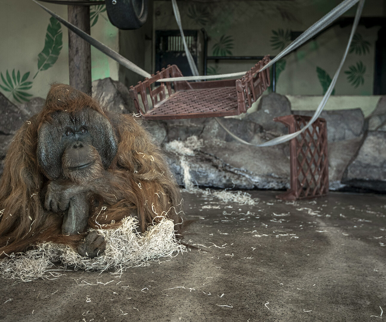A male orangutan sits on the floor of a concrete enclosure with its head in its hands