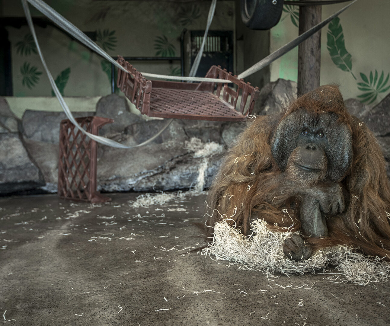 An orangutan sits on the concrete floor of its enclosure at Dudley Zoo