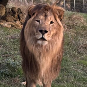 A portrait photo of a male lion with a magnificent mane