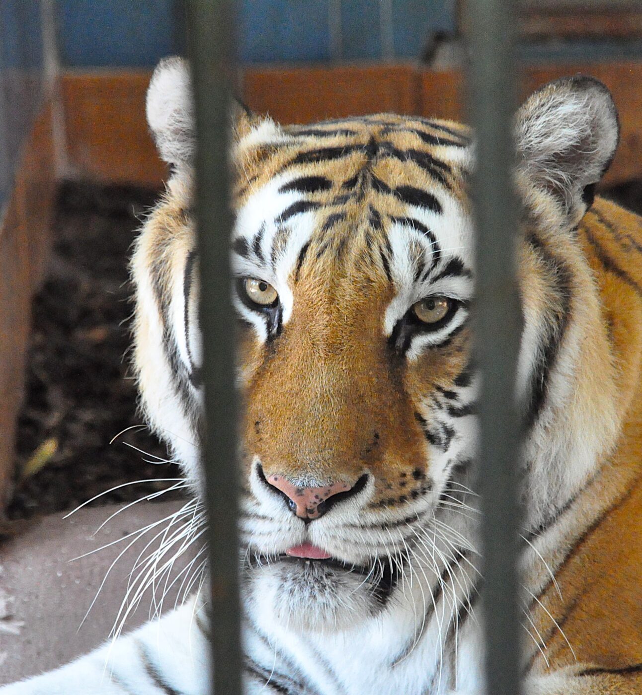A tiger lying down behind the bars of a zoo cage