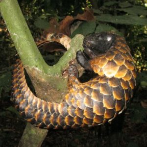 A pangolin curled up