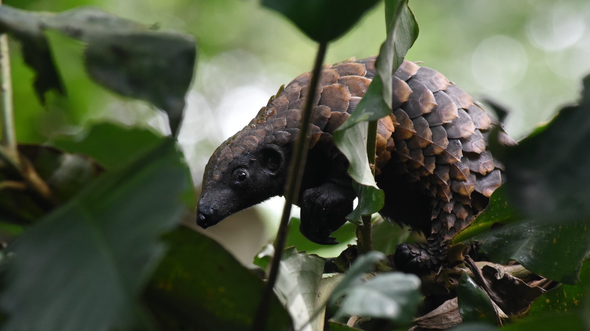 A close-up image of a pangolin in a tree