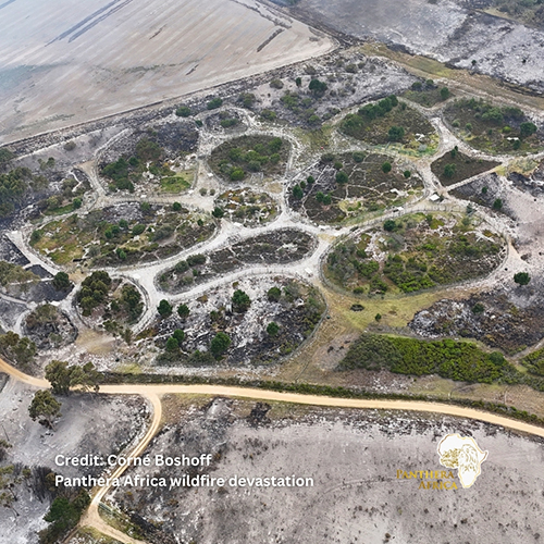 An aerial image of Panthera Africa ravaged by wildfires