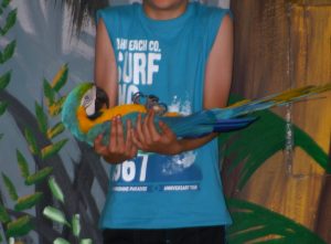 A man holds a parrot lying on its back