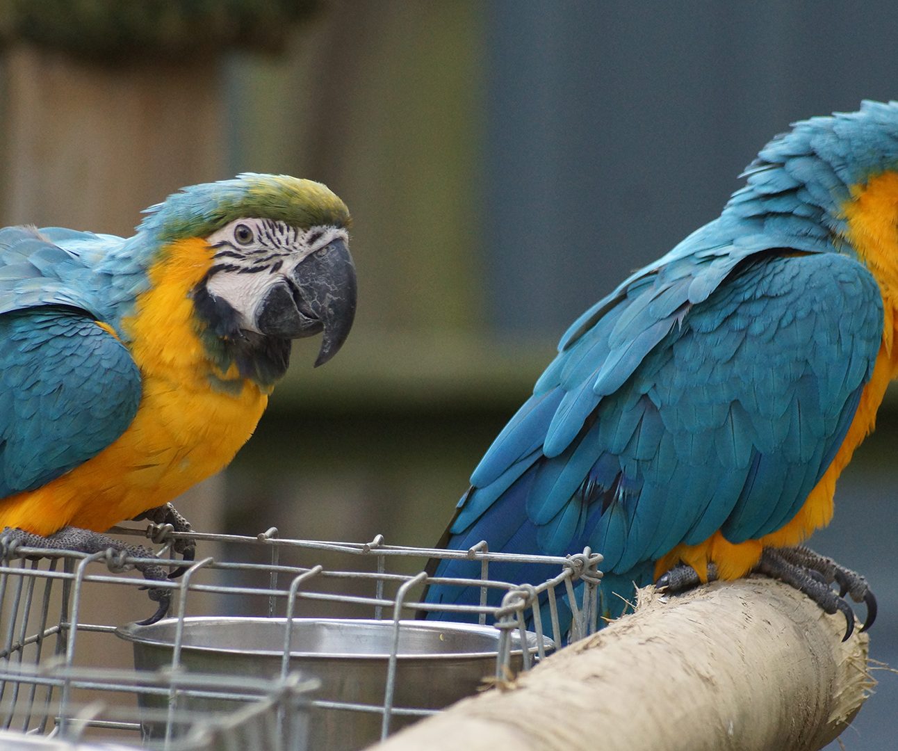 Two blue and gold macaws sitting on the top of a wire cage
