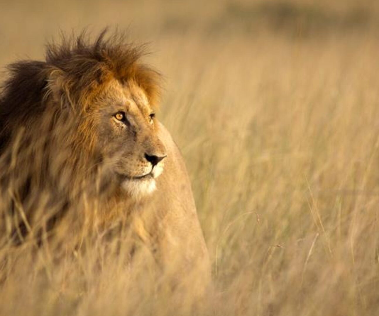A lion standing in long grass