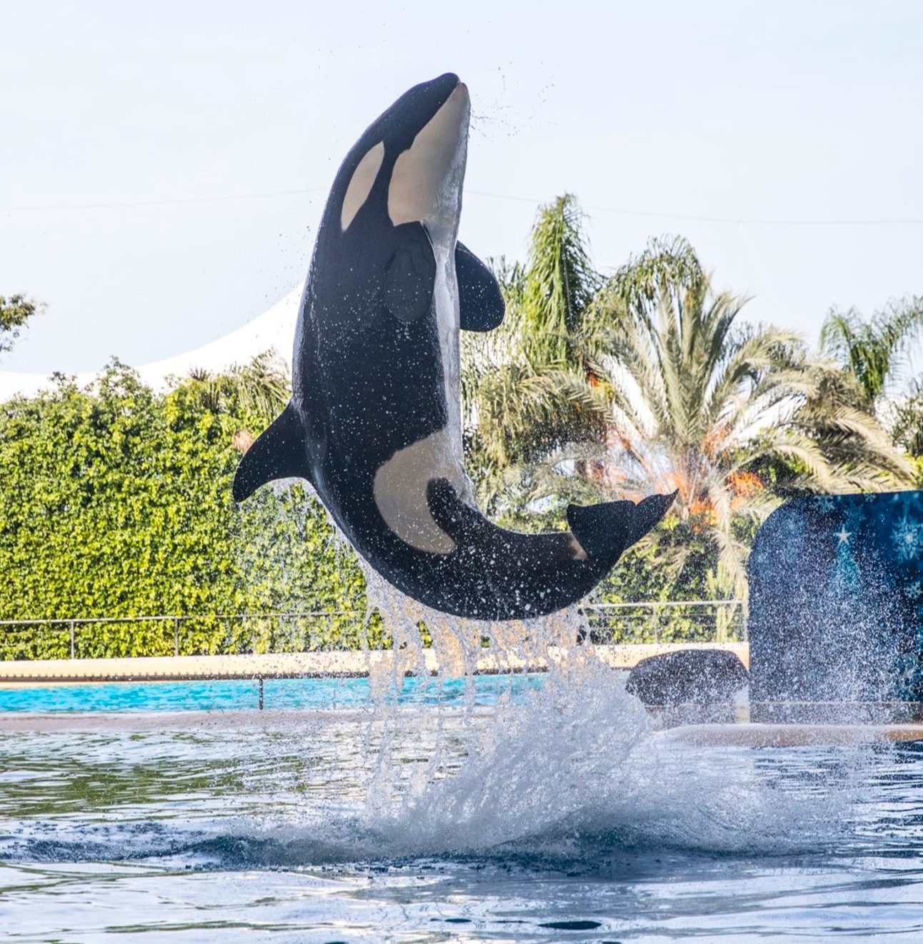 A photo of an orca leaping backwards out of a pool as part of a show.