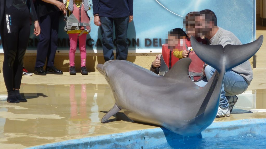 A photo of a family crouching down next to a dolphin which is lying on the tiled area next to a swimming pool. The people's faces are blurred.