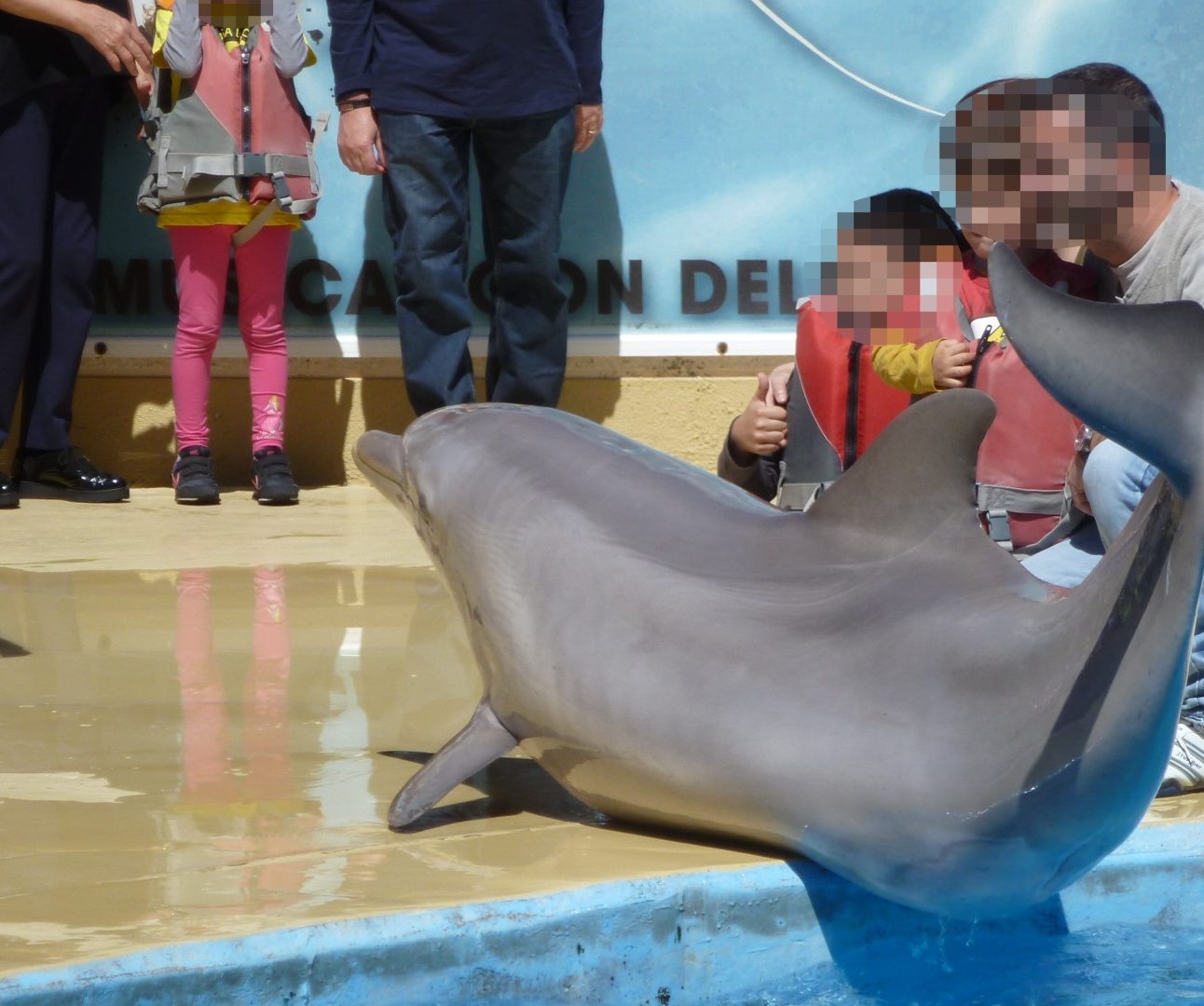A photo of a family crouching down next to a dolphin which is lying on the tiled area next to a swimming pool. The people's faces are blurred.