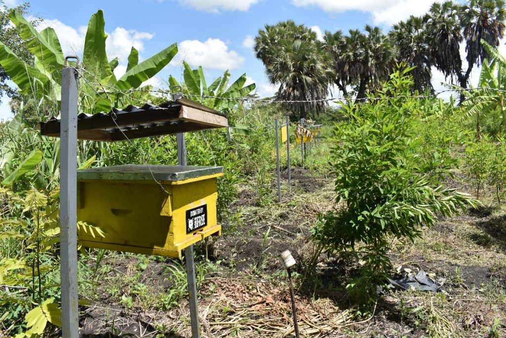 A yellow beehive being used to create a fence to protect crops from elephants