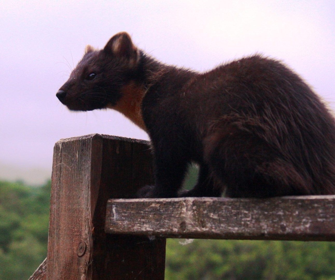 A pine Martin standing on a wooden platform