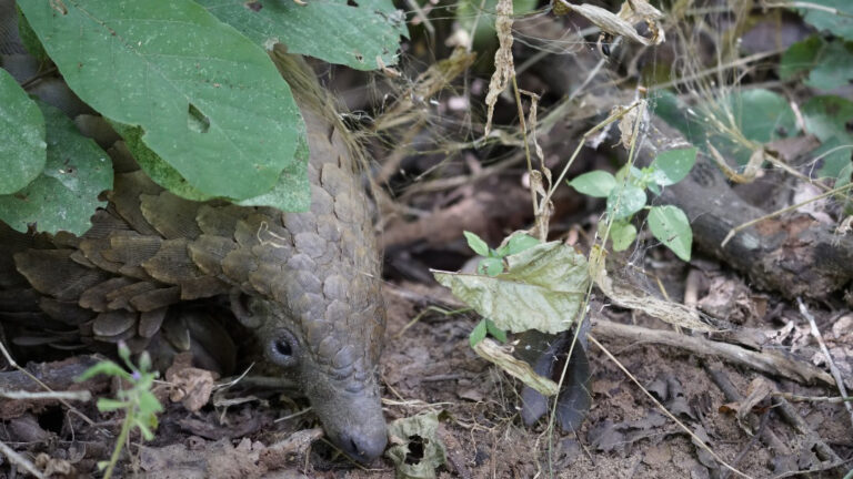 See some of the animals cared for at Lilongwe Wildlife Centre
