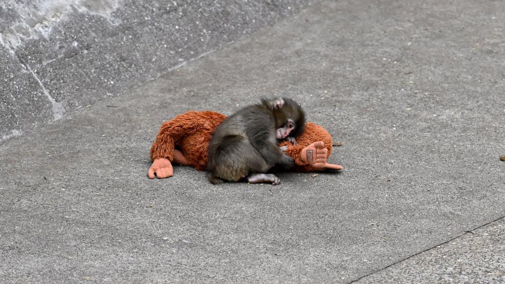 A Japanese macaque cuddles a plush orangutan toy on the concrete floor of a zoo enclosure