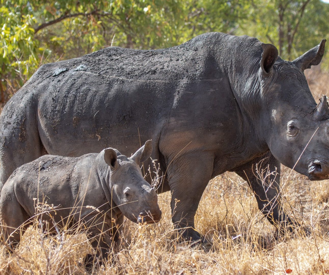 A mother rhino and calf standing together in the African bush