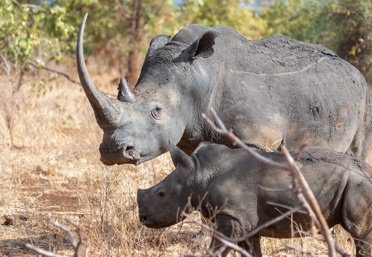 An adult and baby rhino walking together in Meru National Park