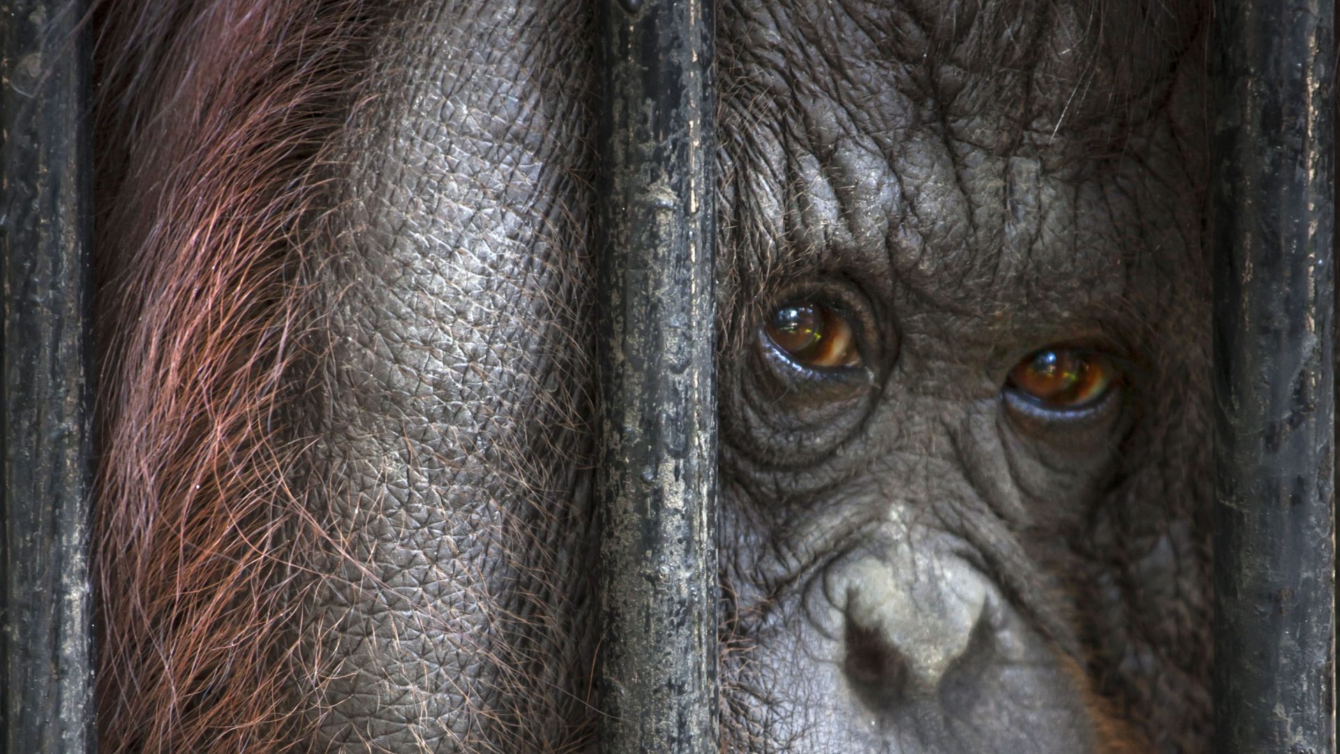Close up of an orangutan looking through bars