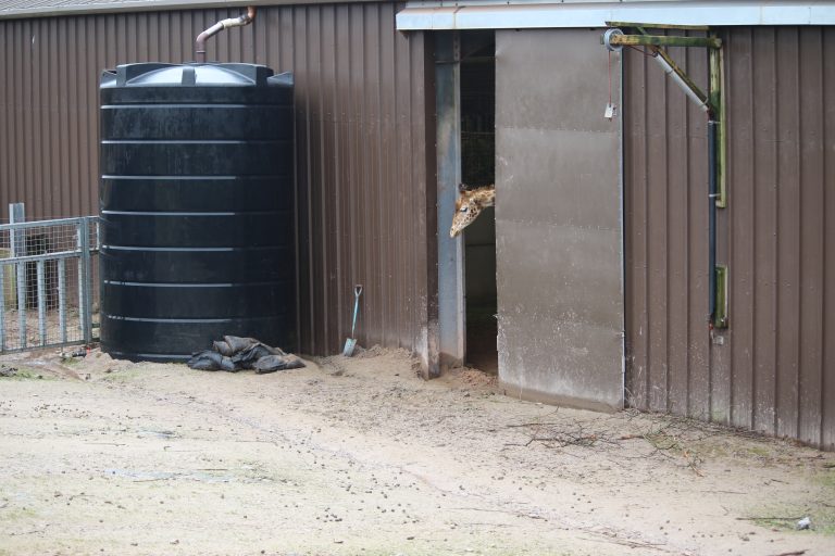 SAFARI ZOO GALLERY (2024)