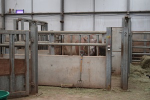 Rhinos in an indoor zoo enclosure