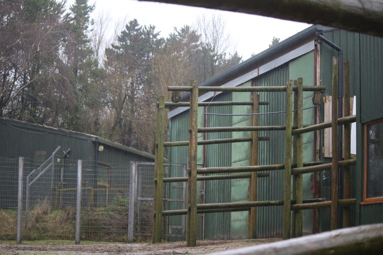 SAFARI ZOO GALLERY (2024)