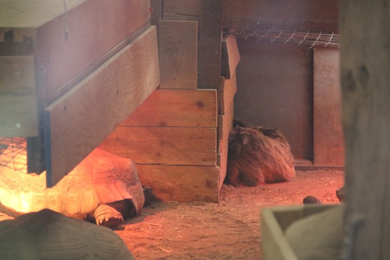 SAFARI ZOO GALLERY (2024)