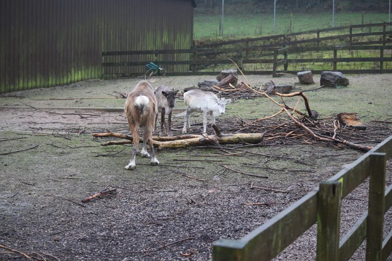 SAFARI ZOO GALLERY (2024)