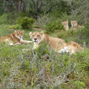 Four lions lying peacefully together in the long grass