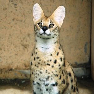 A close-up photo of a serval in a captive setting