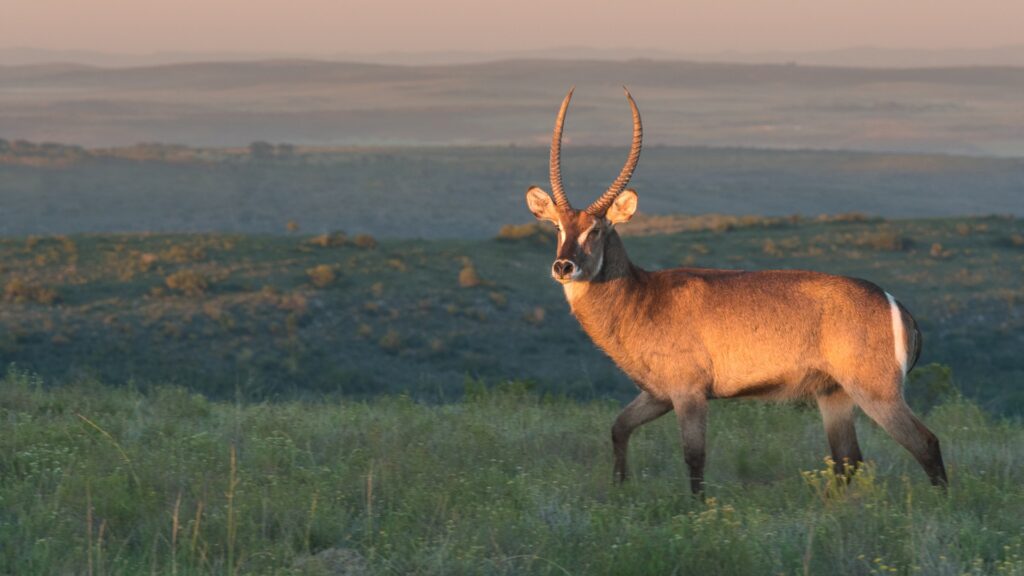 Photograph of a waterbuck standing in a grassy field during sunset, with soft light highlighting its brown fur and long, curved horns. Background shows rolling hills and a hazy sky, emphasizing natural habitat and serene wildlife scene.