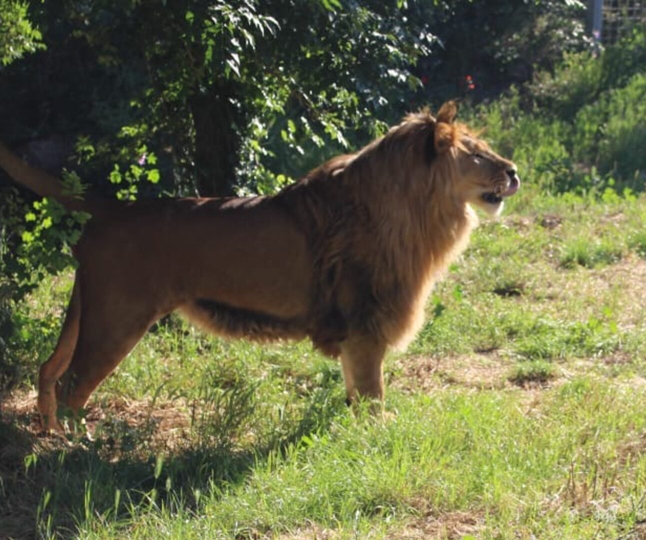 A beautiful male lion standing in profile in a lush green landscape.