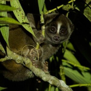A slow loris in a tree