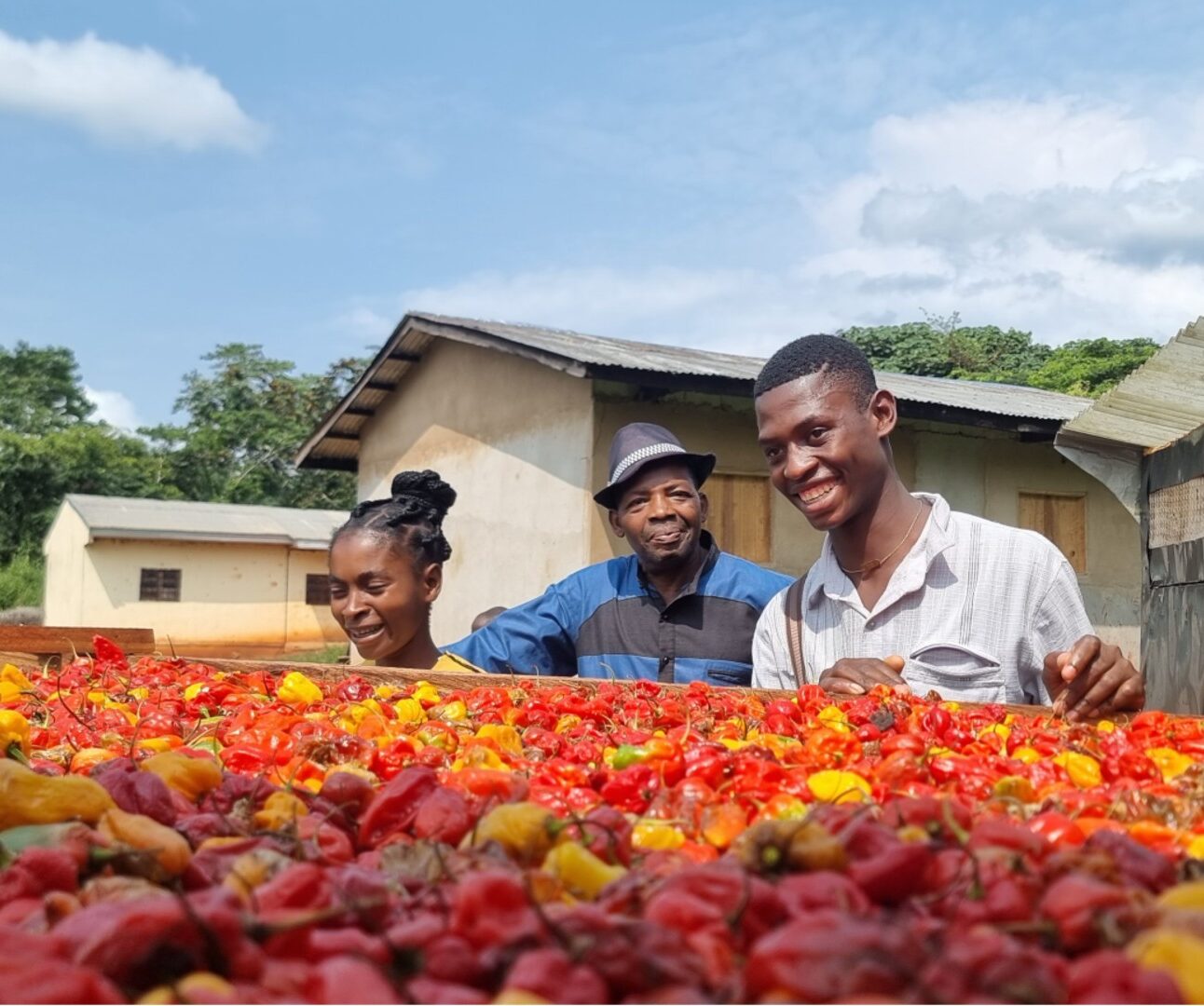 Photograph showing three people standing behind a large pile of red and yellow chili peppers spread out for drying outdoors. The setting includes buildings and green trees under a partly cloudy sky, highlighting agricultural activity and harvest processing.