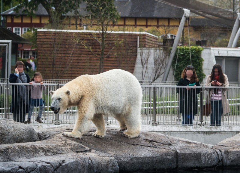 A polar bear in a zoo enclosure, standing on concrete as people look on