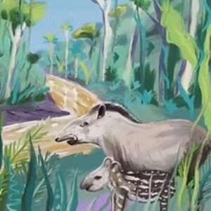 A painting of two tapirs in the rainforest by artist John Dyer