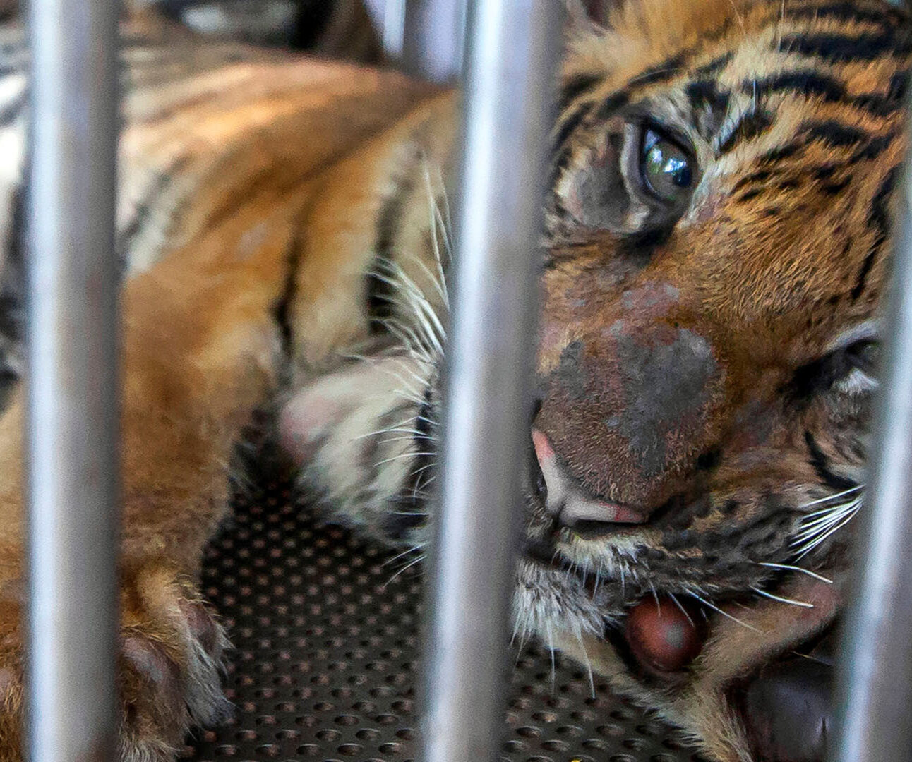 A young tiger is lying behind the bars of a cage looking at the camera with paw outstretched