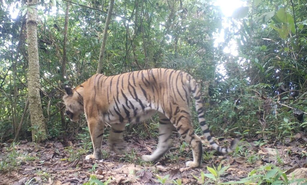 A tiger walking away from a camera trap in a heavily forested area of woodland
