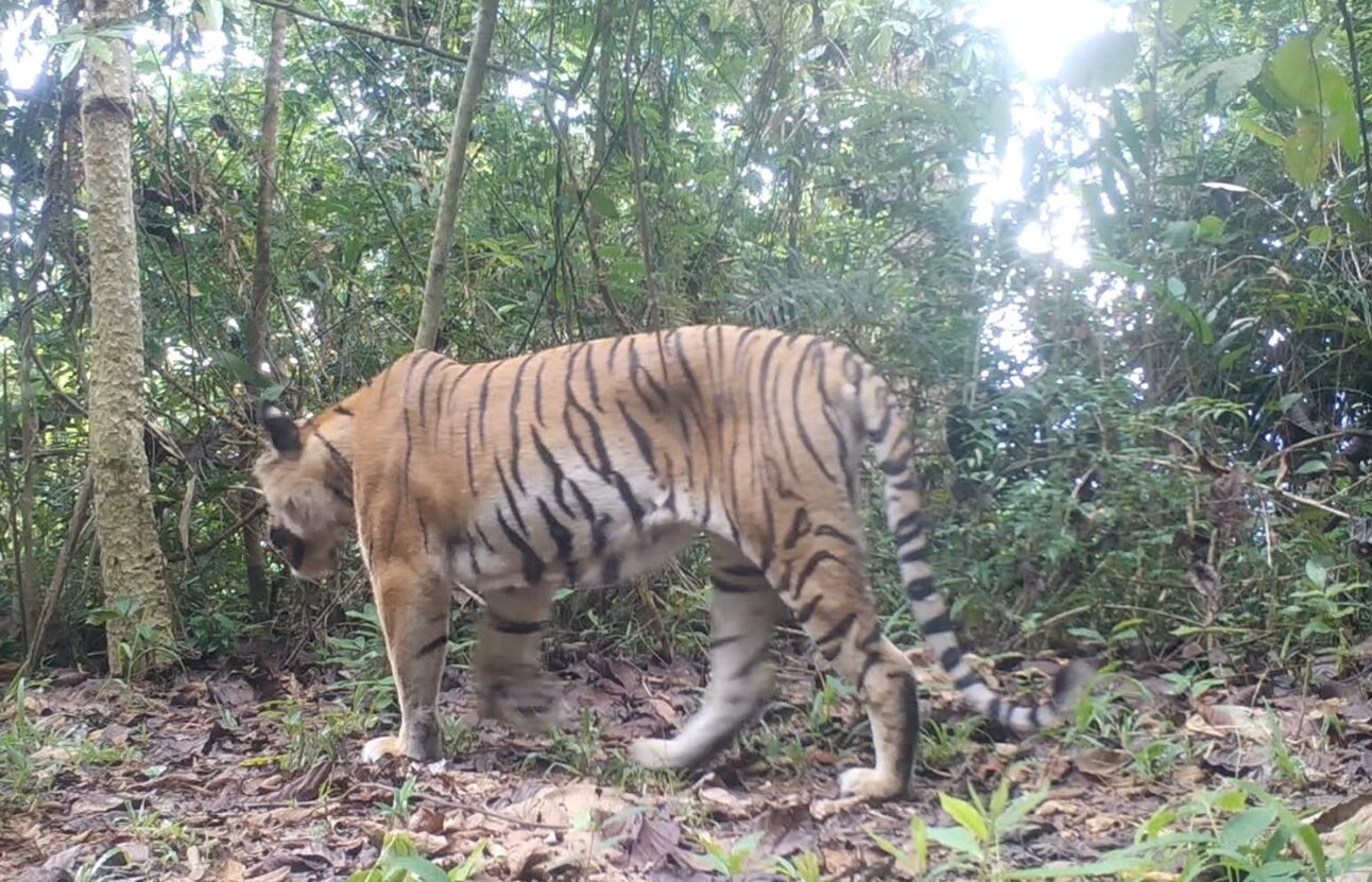 A tiger walking away from a camera trap in a heavily forested area of woodland