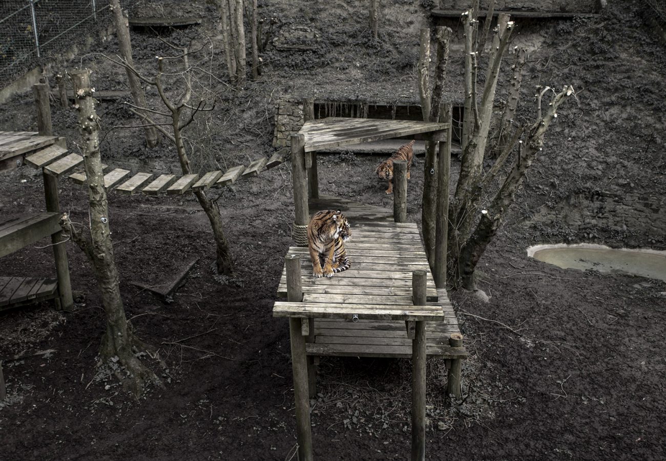 A tiger sits on a wooden platform, another tiger creeps behind, in a muddy, barren enclosure at Dudley Zoo
