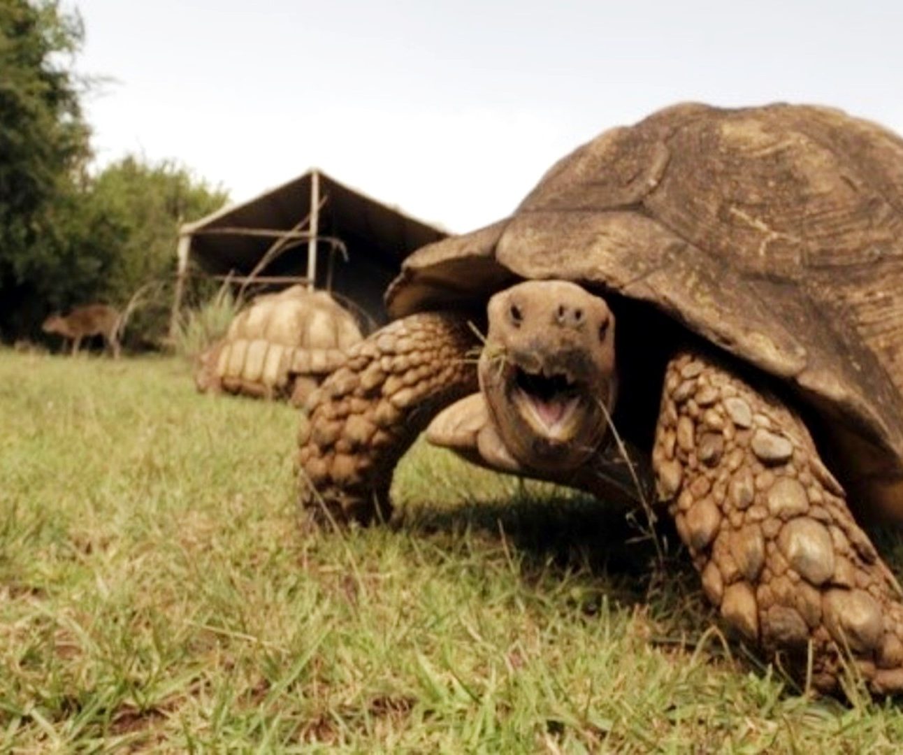 A giant tortoise on grass, looking at the camera with its mouth open as if smiling