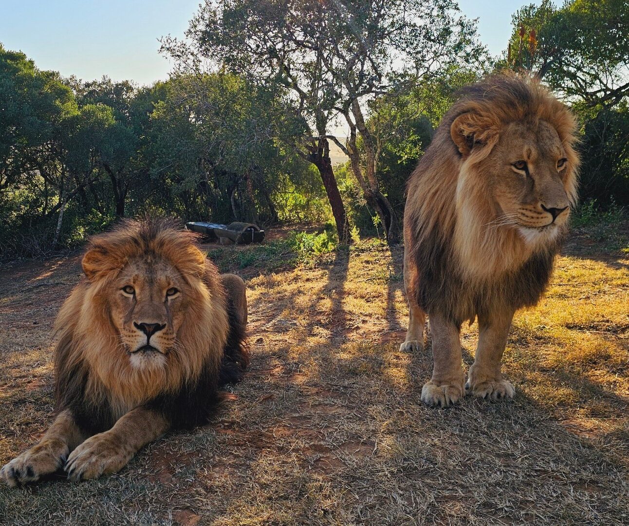 Two beautiful lions standing in the dappled sunshine with a natural background