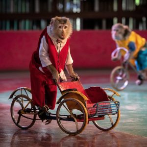 Two monkeys riding bicycles during a show
