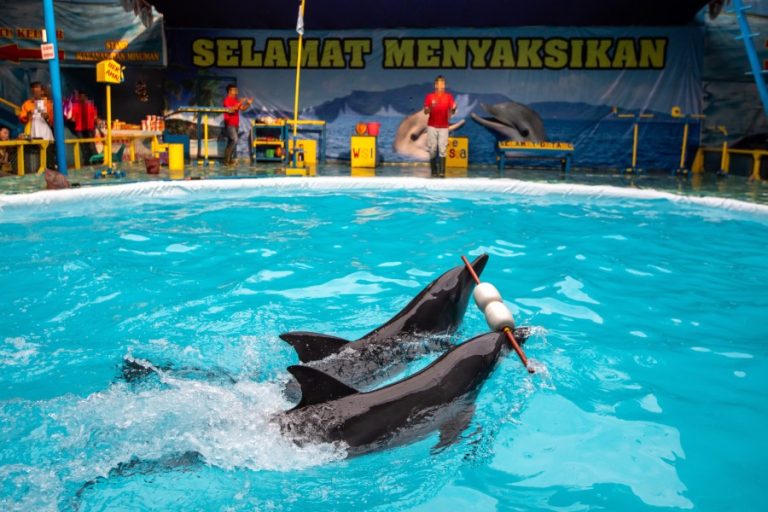 WERSUT SEGUNI INDONESIA GALLERY