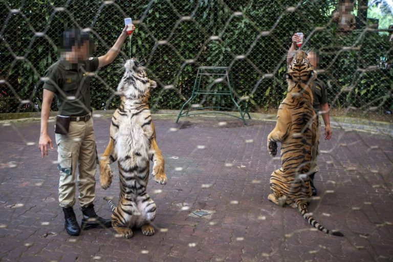 TAMAN SAFARI GALLERY