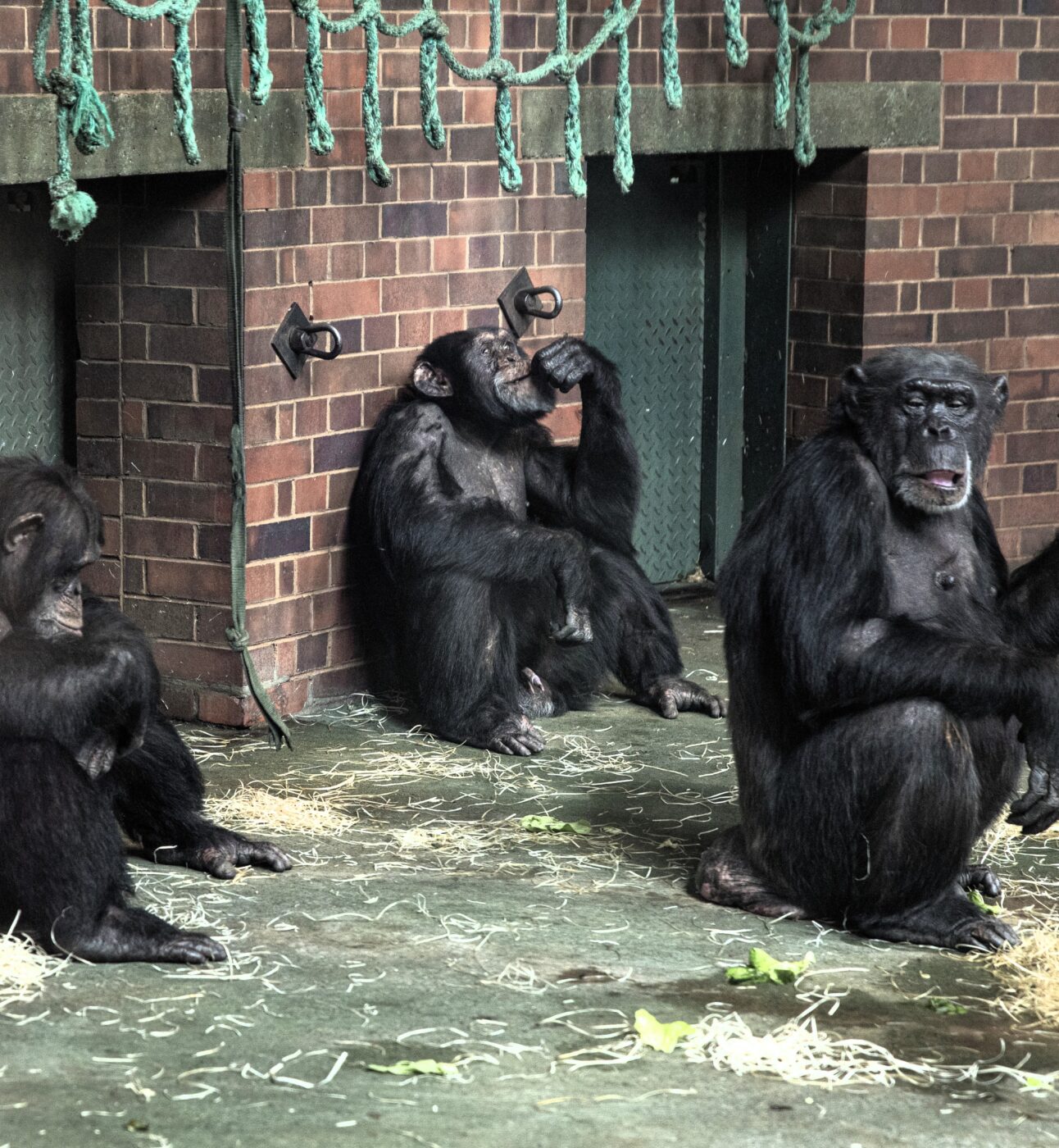 A group of chimpanzees sitting together in a concrete zoo enclosure
