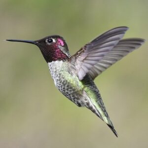 A hummingbird in flight