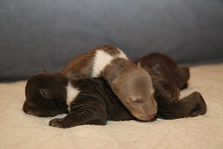 Orphan Bear Rescue Centre Gallery